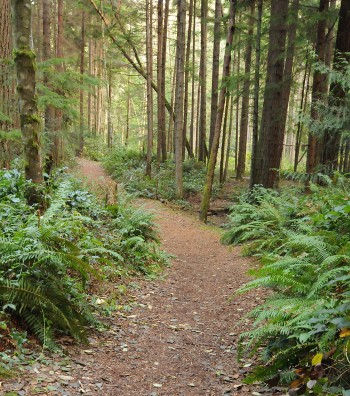 Main trail near the Crossroads Main trail near the Crossroads